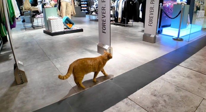 ショッピングモールをパトロールする猫