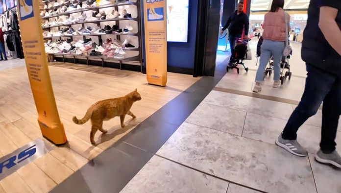 ショッピングモールをパトロールする猫