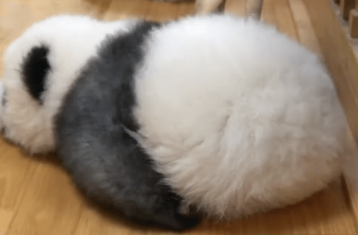 見て、この溶けっぷり！ 液体化しちゃう赤ちゃんパンダ。