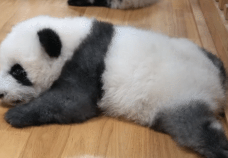 見て、この溶けっぷり！ 液体化しちゃう赤ちゃんパンダ。