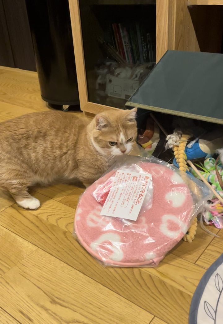 おもちゃ箱をひっくり返した短足マンチカンの虎太郎くん