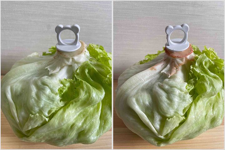 ▲芯に刺して野菜の鮮度を保つ100均グッズを試してみました。芯に刺した直後（左）、ポリ袋に入れて閉じて野菜室で2日保存後（右）。褐変は防げませんが、葉のパリッとした鮮度の良さは確かにキープできていました！