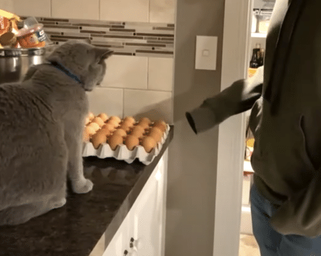 「１個も譲る気はニャい！」 なぜか卵を守る猫さん。