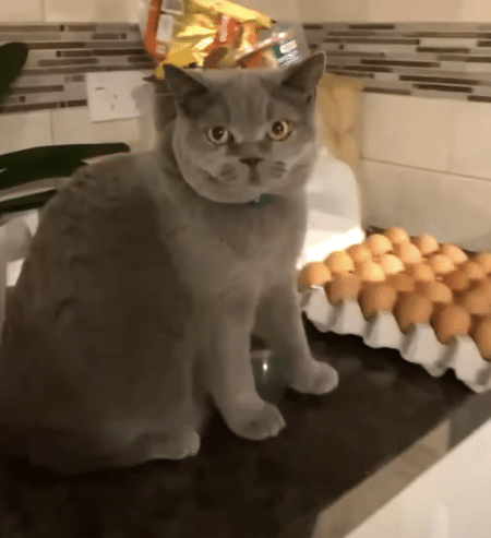 「１個も譲る気はニャい！」 なぜか卵を守る猫さん。