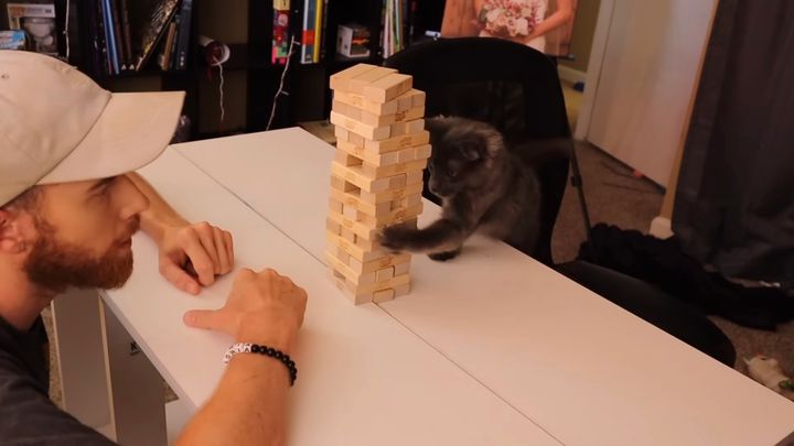 気まぐれで奔放な猫とゲーム対決、トランプにジェンガにモノポリー