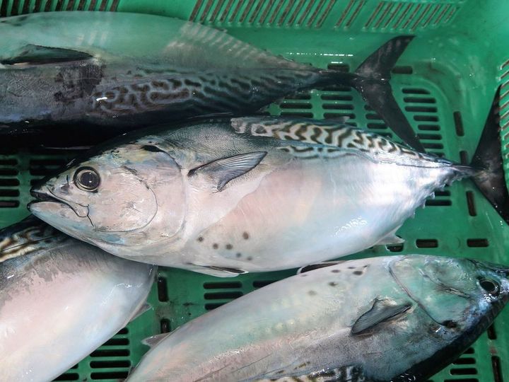 愛媛県養殖ブランド魚「スマ」、ブランド名「伊予の媛貴海」＝2018年4月24日、愛媛県