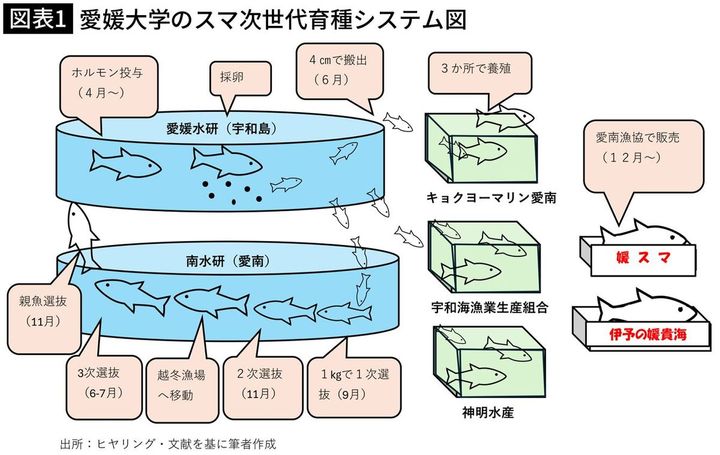 【図表1】愛媛大学のスマ次世代育種システム図