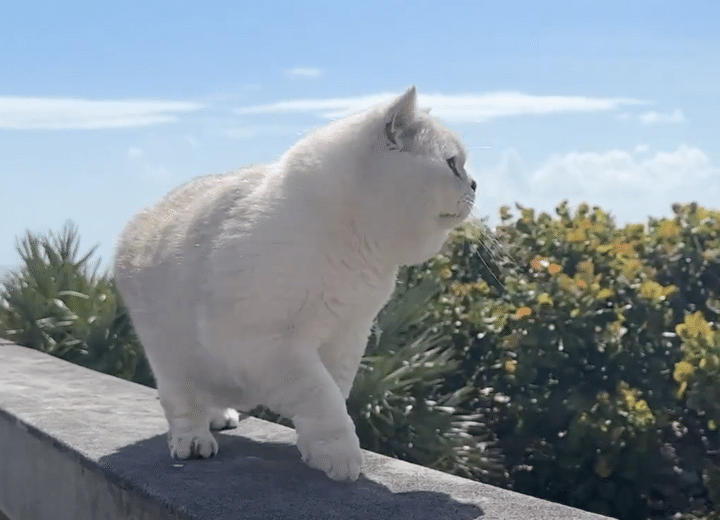 猫さんと夏らしい場所に遊びに行ってみたら、ワクワク歩きが止まらない！