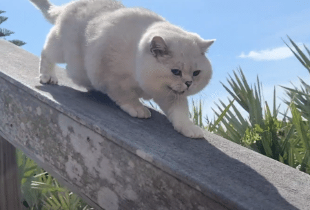 猫さんと夏らしい場所に遊びに行ってみたら、ワクワク歩きが止まらない！