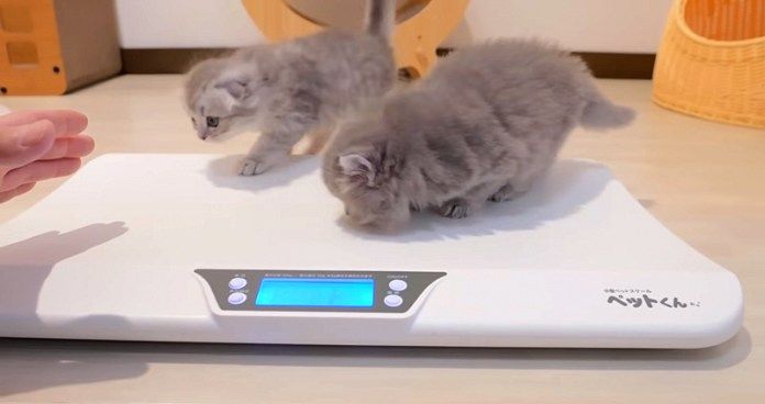 体重測定する子猫達