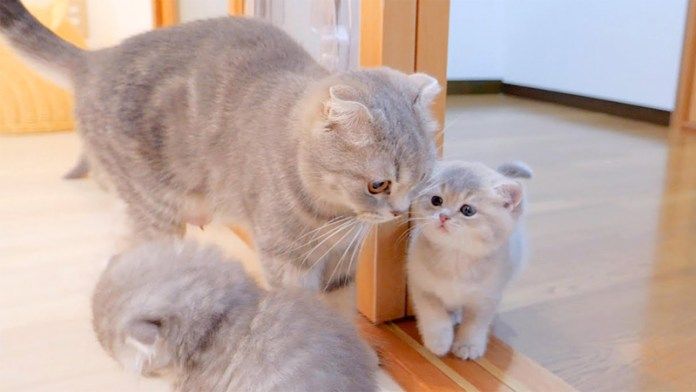 お母さんを呼ぶ子猫