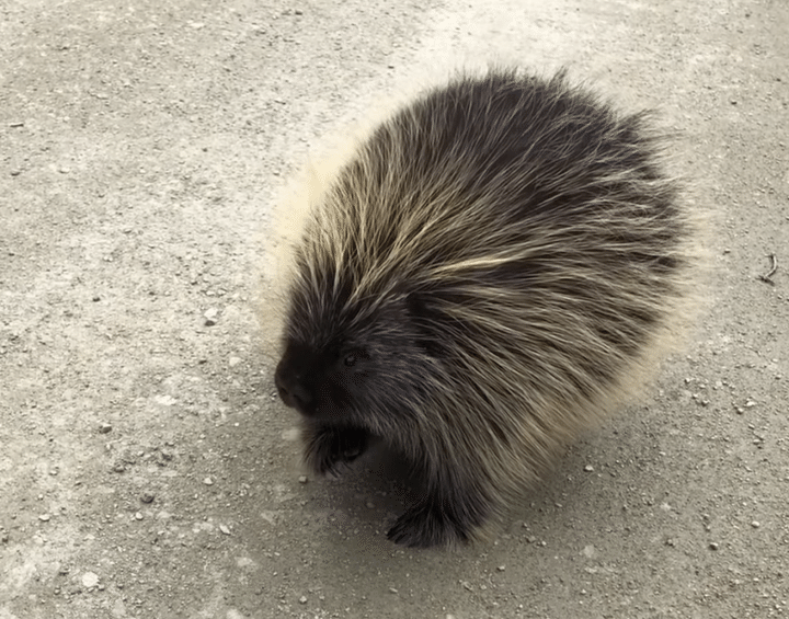 「まぎらわしいなぁ〜、もうっ！ 」ヤマアラシが毛を立てて怒った理由が可愛すぎ！