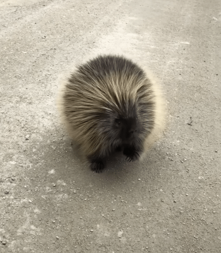 「まぎらわしいなぁ〜、もうっ！ 」ヤマアラシが毛を立てて怒った理由が可愛すぎ！