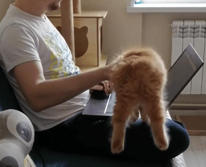 「ここがいい♪ 」何度も飼い主の元に戻ってきちゃう子猫。