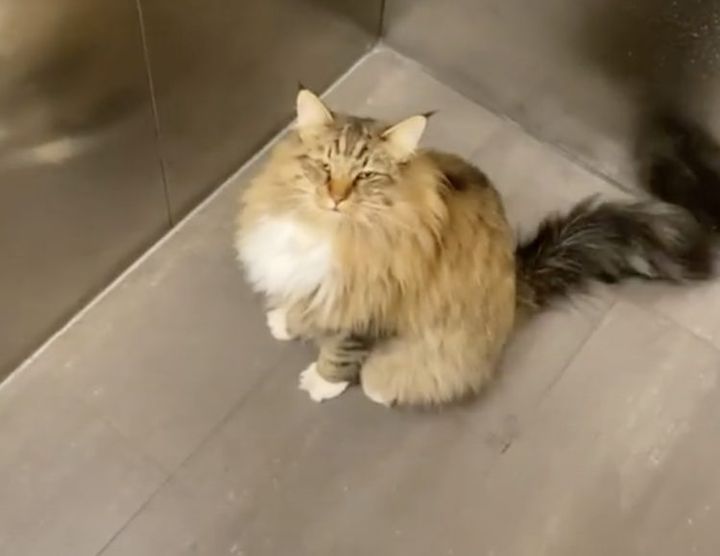 階段よりこっちがラクだもんねー！ エレベーターで移動する猫さんが賢すぎてびっくり！