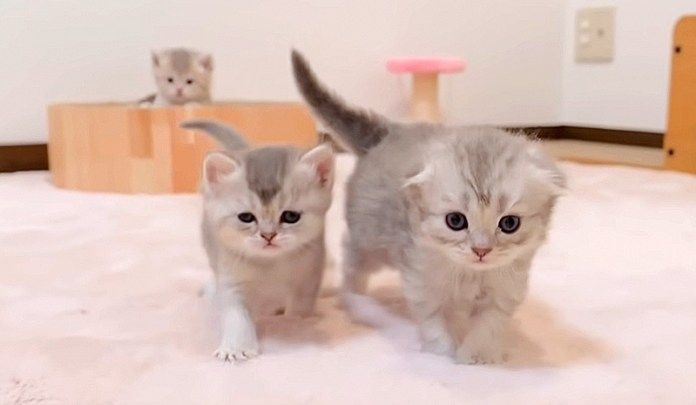 お出迎えしてくれる子猫達