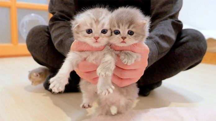 持たれる子猫達