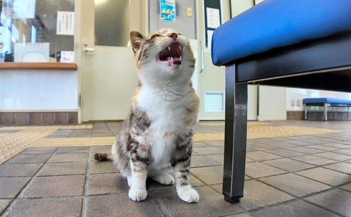 待合室に入ってきた猫