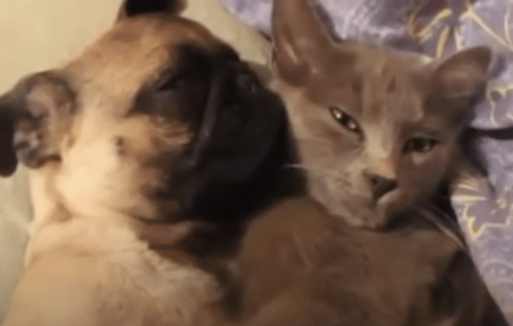 猫「キミと寝たいけど、いびきが」犬が爆音でグーグー！