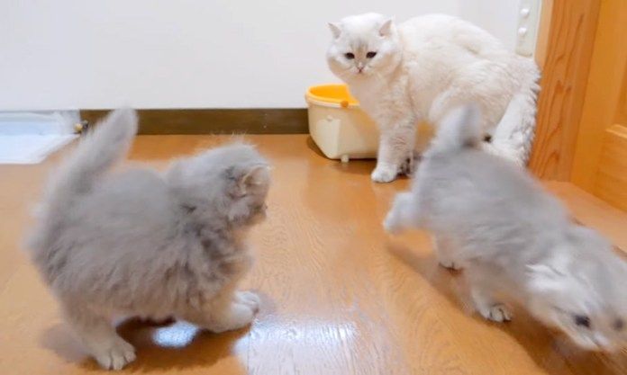 父猫に叱られた子猫達
