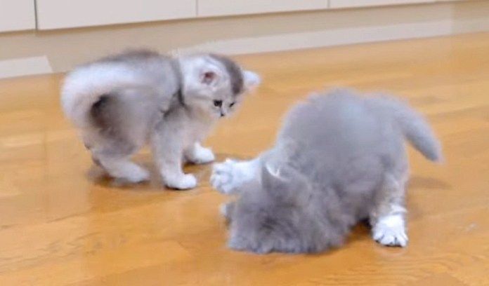 遊び続ける子猫達