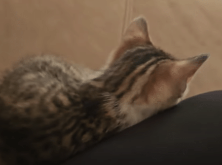 甘えたい元保護猫ちゃん。 大好きな人にくっついて寝たい♡