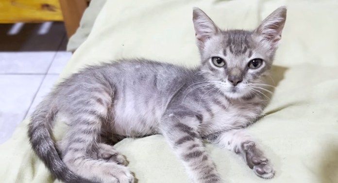 保護された子猫