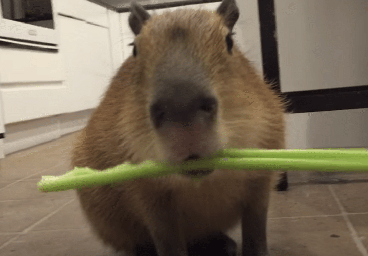 ものすごくセロリが美味しそうに見える。カピバラさんのモシャモシャ食事姿。