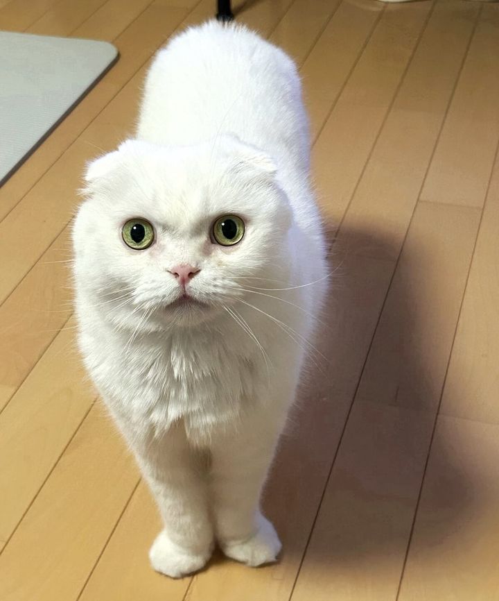 スコティッシュフォールドのむく君