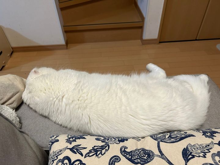 おしぼりのように転がっている白猫ちゃん