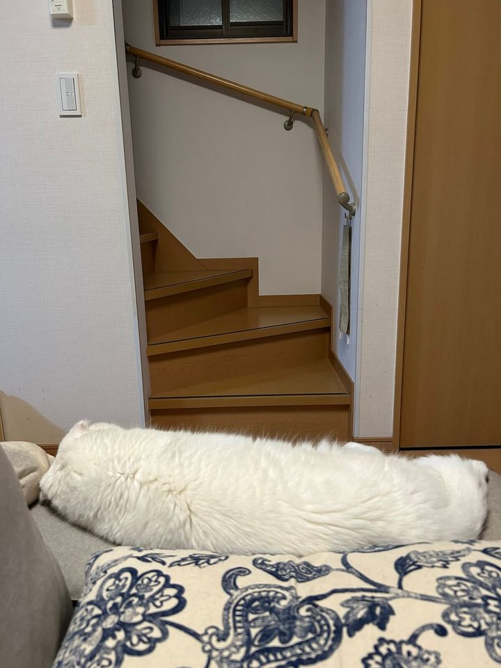 頭と足が左右どちら側にあるか分からない猫ちゃん