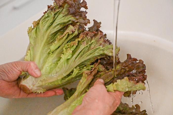 レタスを洗っているところ