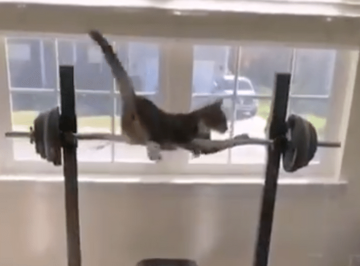 こっそり筋トレ？ バーベルに挑戦する猫さんだけ？