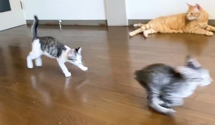 走り回る子猫達