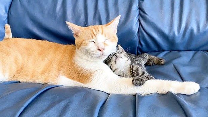 先住猫に寄り添う子猫