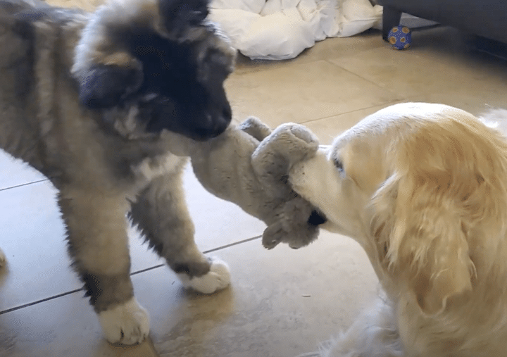 手加減してあげてよ！ 子犬と本気でおもちゃの取り合いをする成犬。