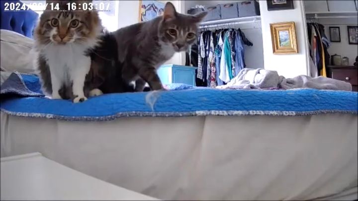 飼い主の留守に生じた小競り合い、遠隔で猫に停戦勧告