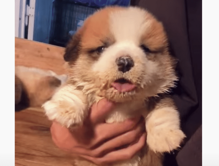 いっぱい食べた♡ 離乳食デビューした子犬が可愛すぎ！