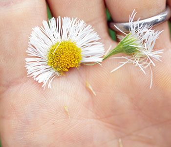 「一番身近な自然は子どもかもしれません」植物観察家・鈴木純さんとだいすけお兄さんが対談。【だいすけお兄さんのパパシュギョー！・本誌編】の画像4