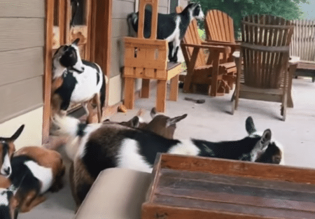 雨宿りするヤギさんたち。 雨って本当にヤダねぇ。