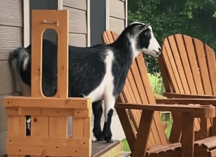 雨宿りするヤギさんたち。 雨って本当にヤダねぇ。