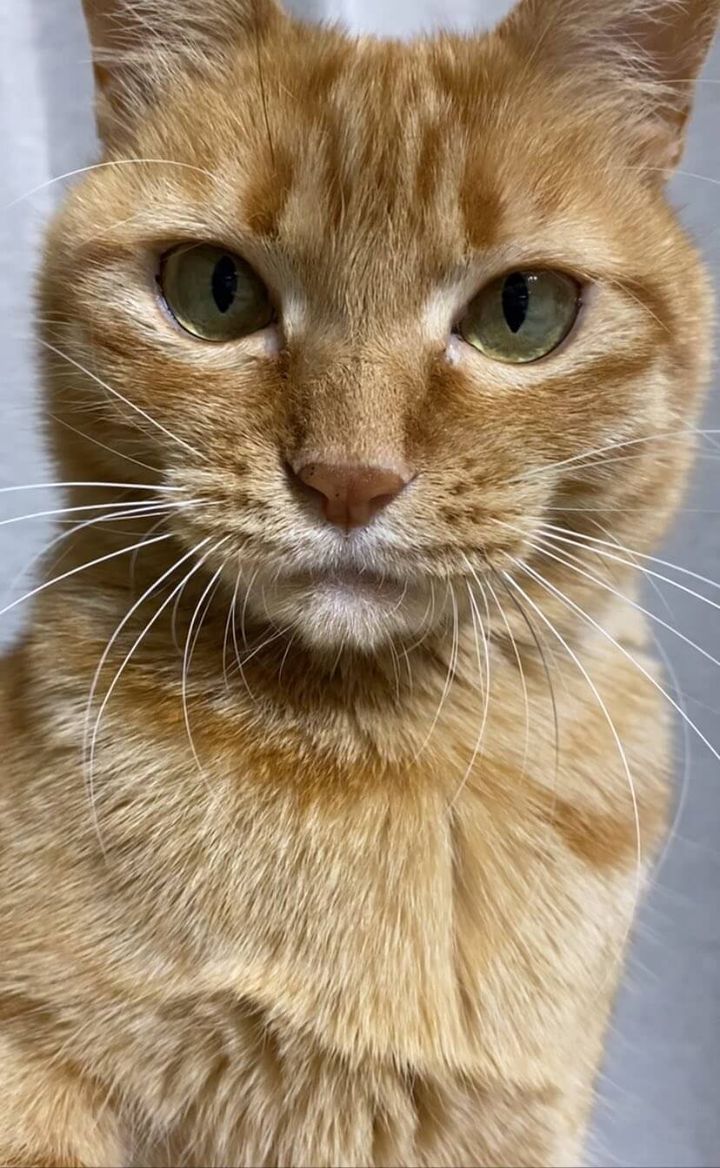 茶トラ猫のつぶちゃん