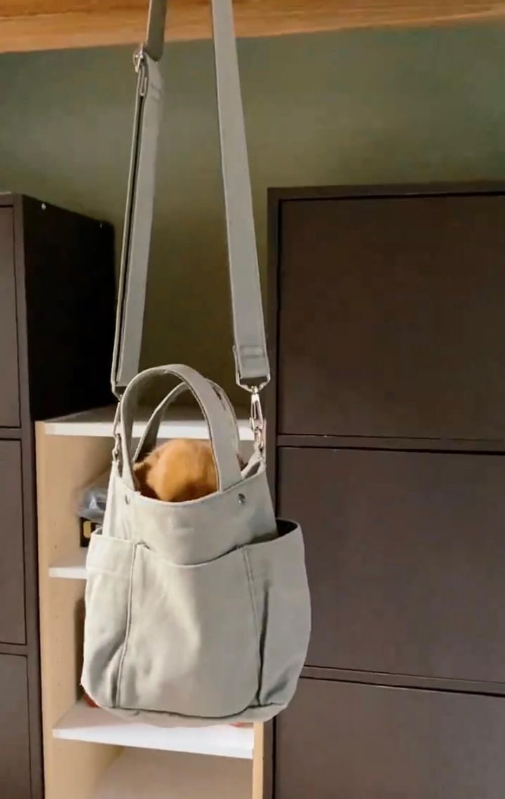 干したトートバッグの中に入っている茶トラ猫のつぶちゃん