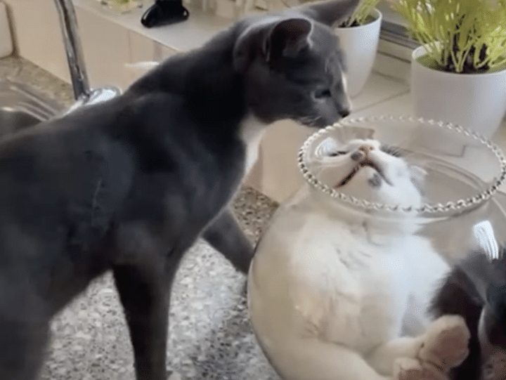 相席させて？一緒に金魚鉢に入りたがる猫。