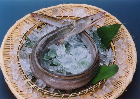 美しい鱧の画像