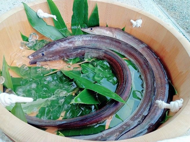 美しい鱧の画像