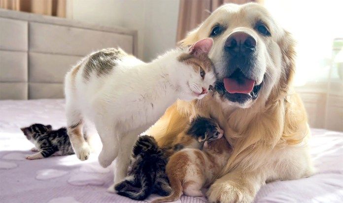 犬にスリスリする母猫