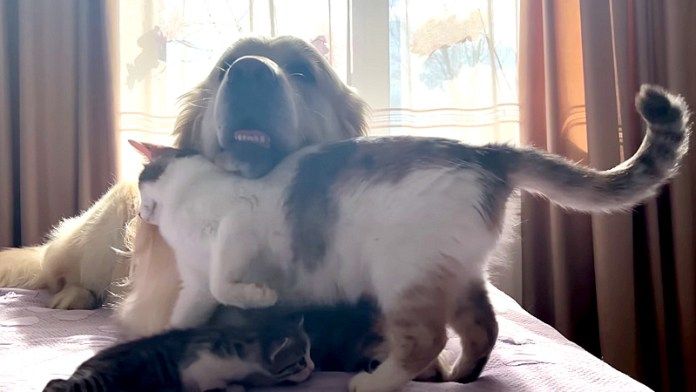 犬が大好きな母猫