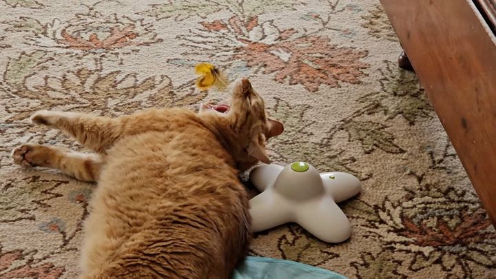 自分から蝶のオモチャに遊ばれる猫、顔にバタバタされて嬉しげ