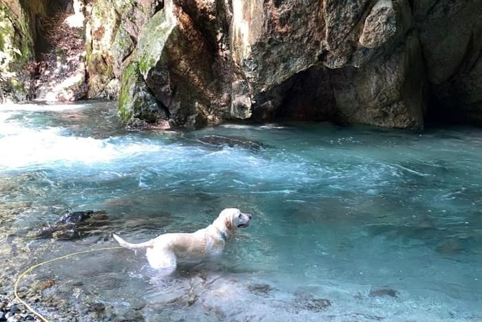 川で泳ぐラブラドールレトリーバー